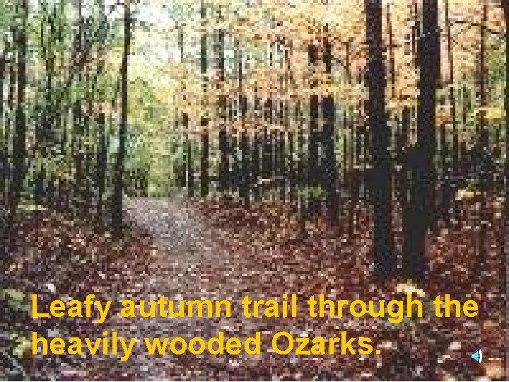 Leafy autumn trail through the heavily wooded Ozarks. 