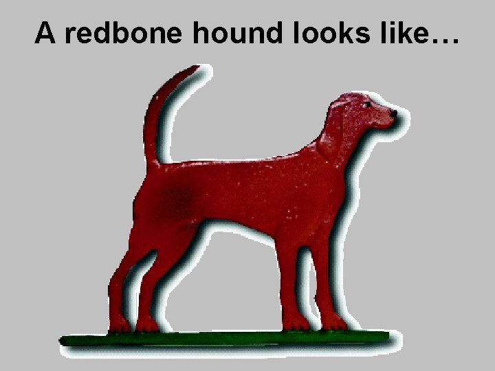 A redbone hound looks like… 