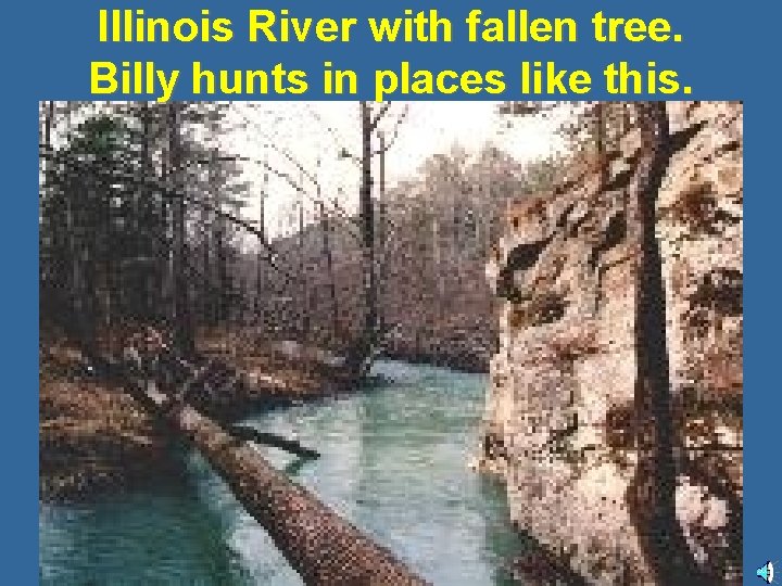 Illinois River with fallen tree. Billy hunts in places like this. 