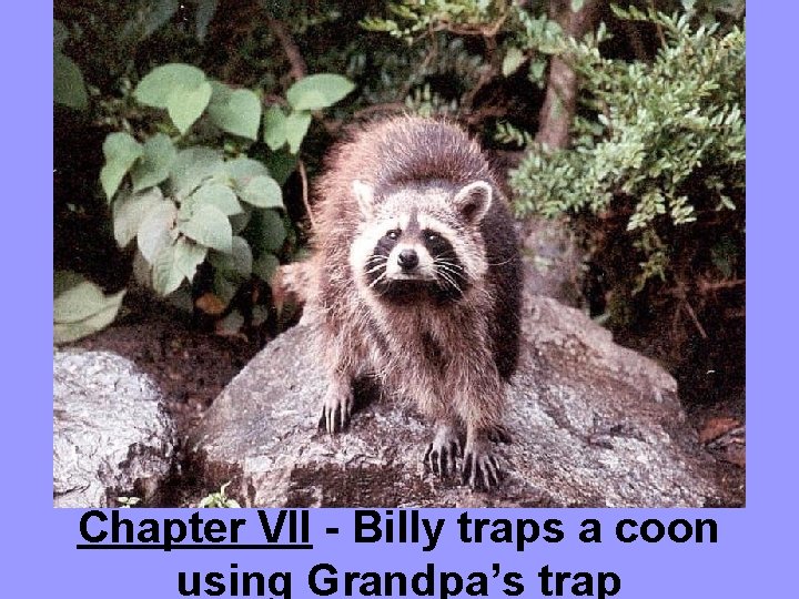 Chapter VII - Billy traps a coon using Grandpa’s trap 