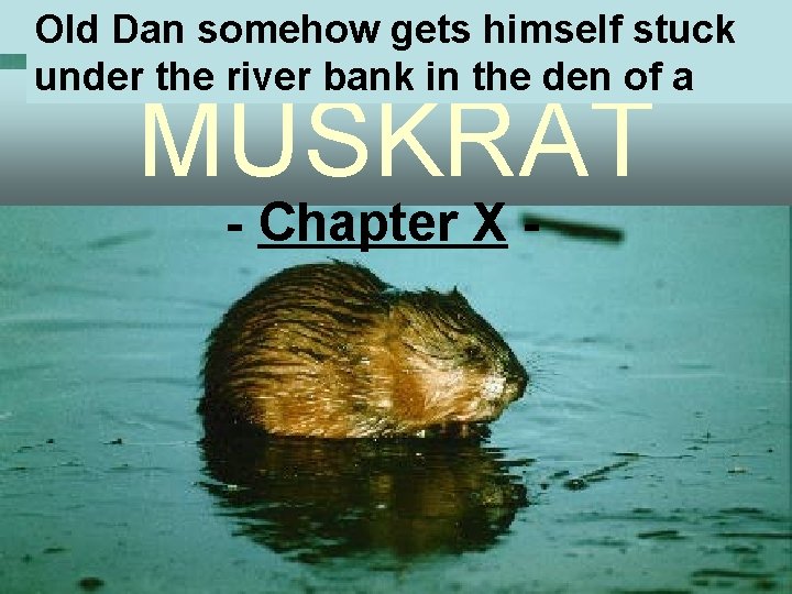 Old Dan somehow gets himself stuck under the river bank in the den of