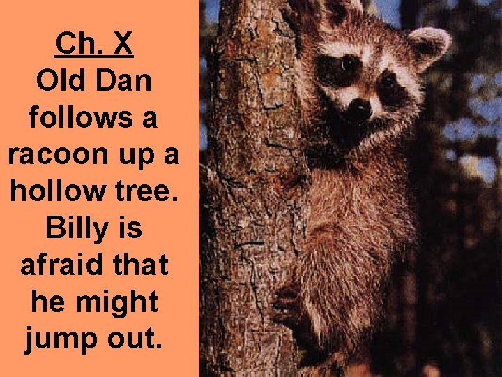Ch. X Old Dan follows a racoon up a hollow tree. Billy is afraid