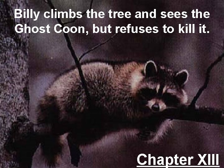Billy climbs the tree and sees the Ghost Coon, but refuses to kill it.