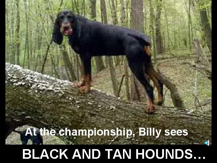 At the championship, Billy sees BLACK AND TAN HOUNDS… 