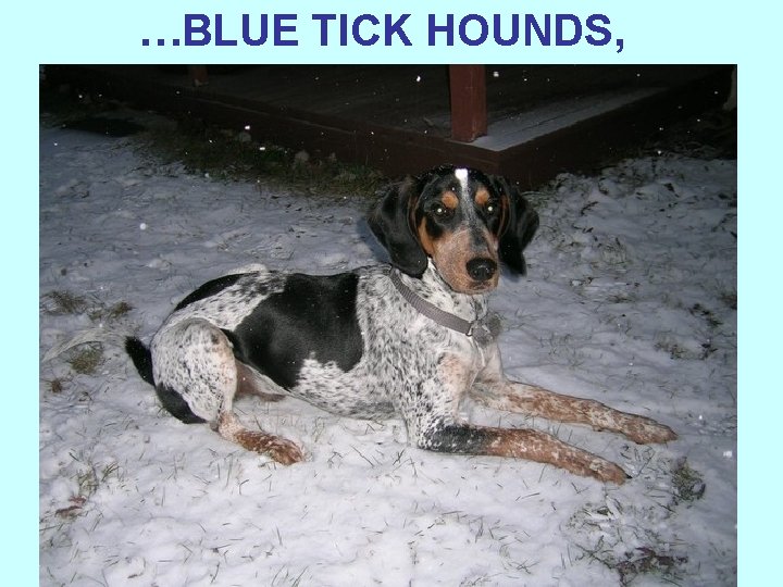 …BLUE TICK HOUNDS, 