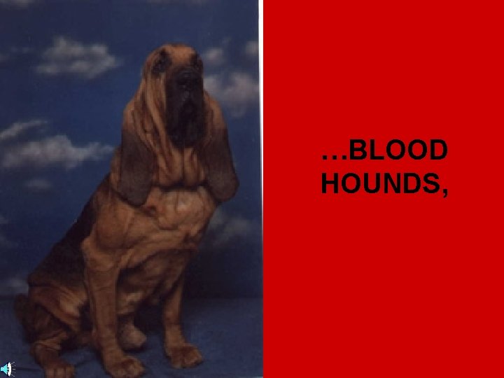 …BLOOD HOUNDS, 