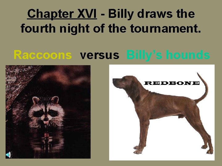 Chapter XVI - Billy draws the fourth night of the tournament. Raccoons versus Billy’s