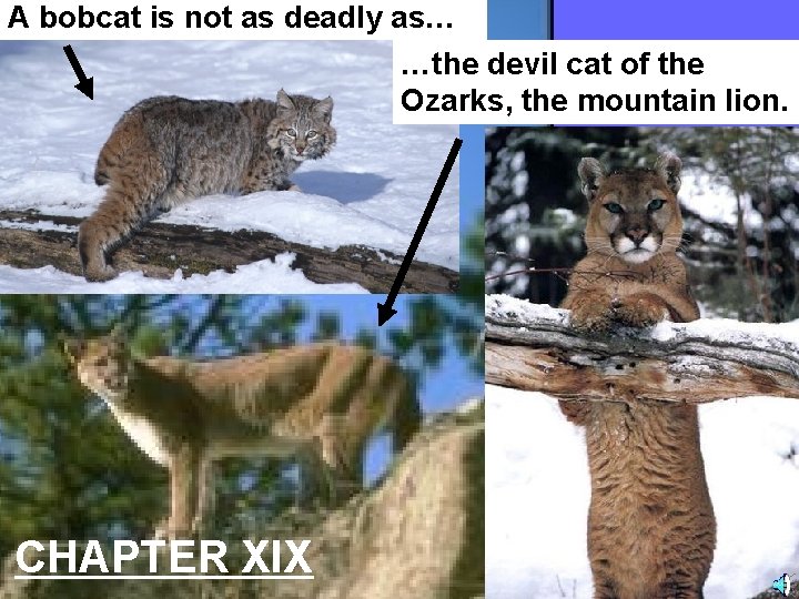 A bobcat is not as deadly as… …the devil cat of the Ozarks, the