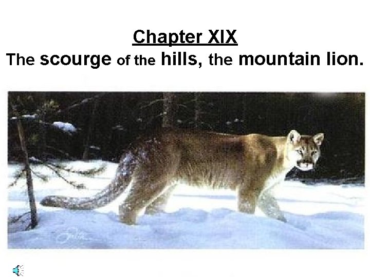 Chapter XIX The scourge of the hills, the mountain lion. 