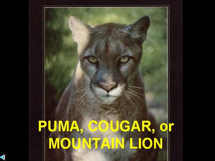 PUMA, COUGAR, or MOUNTAIN LION 