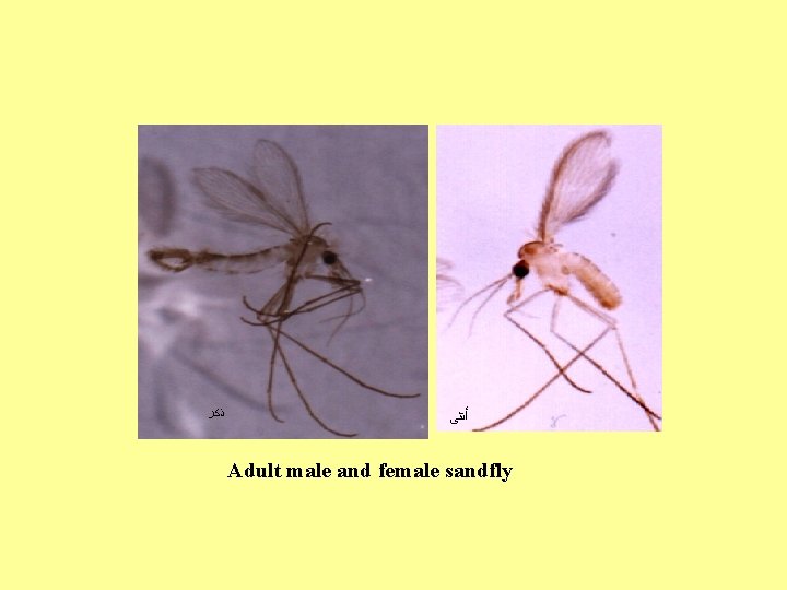  ﺫﻛﺮ ﺃﻨﺜﻰ Adult male and female sandfly 
