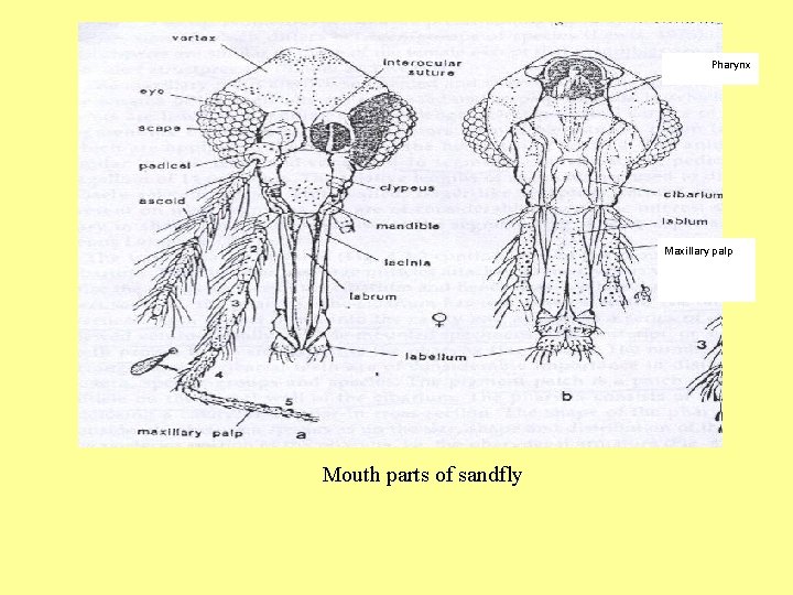 Pharynx Maxillary palp ﺫﻛﺮ ﺃﻨﺜﻰ Mouth parts of sandfly 