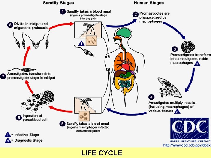 LIFE CYCLE 