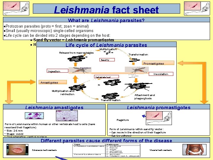 Leishmania fact sheet What are Leishmania parasites? ·Protozoan parasites (proto = first; zoan =