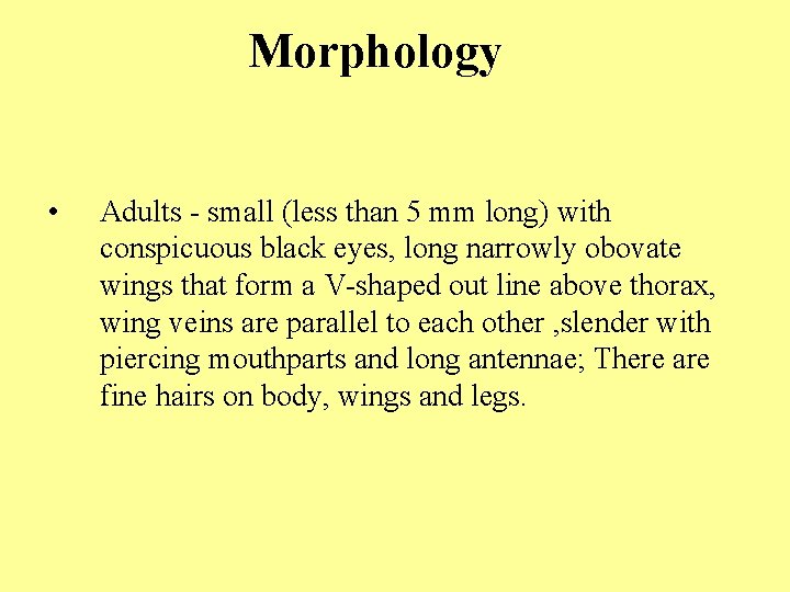 Morphology • Adults - small (less than 5 mm long) with conspicuous black eyes,
