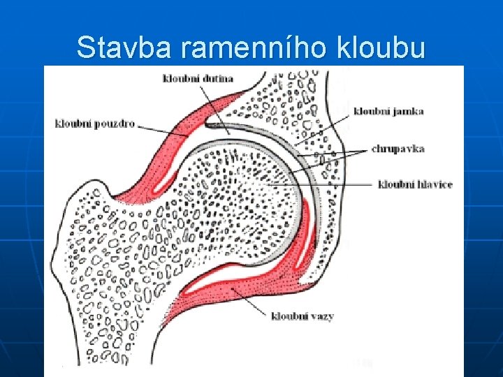 Stavba ramenního kloubu 