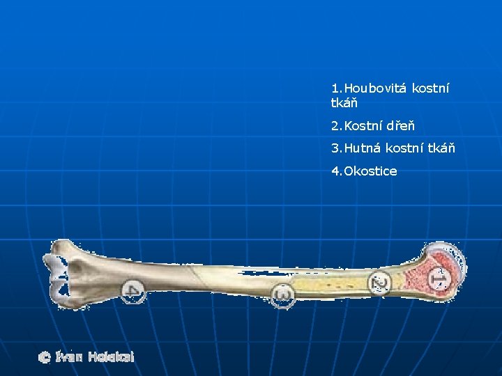 1. Houbovitá kostní tkáň 2. Kostní dřeň 3. Hutná kostní tkáň 4. Okostice 