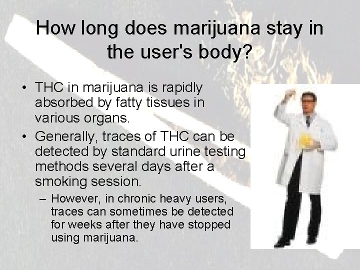 How long does marijuana stay in the user's body? • THC in marijuana is