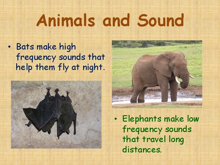 Animals and Sound • Bats make high frequency sounds that help them fly at