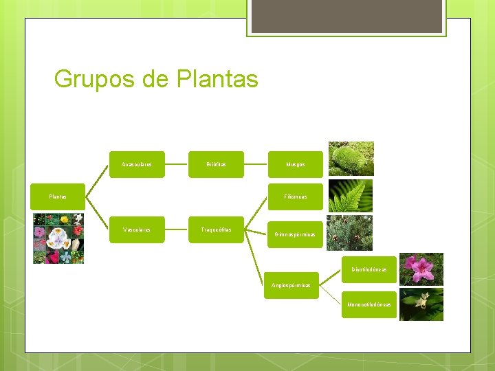 Grupos de Plantas Avasculares Briófitas Plantas Musgos Filicíneas Vasculares Traqueófitas Gimnospérmicas Dicotiledóneas Angiospérmicas Monocotiledóneas