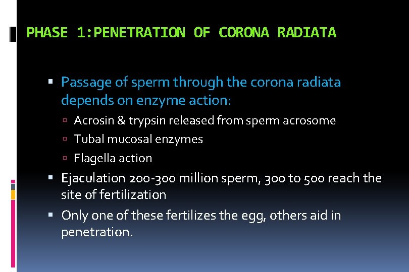 PHASE 1: PENETRATION OF CORONA RADIATA Passage of sperm through the corona radiata depends
