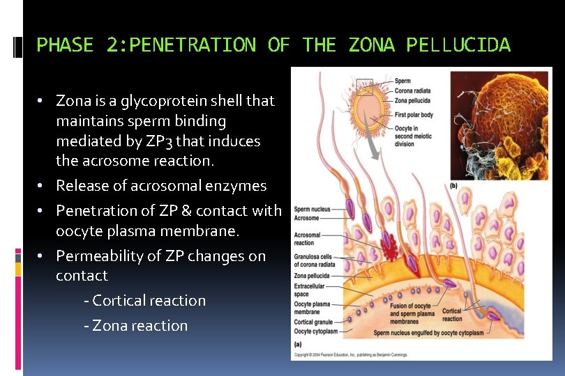 PHASE 2: PENETRATION OF THE ZONA PELLUCIDA • Zona is a glycoprotein shell that