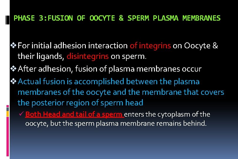 PHASE 3: FUSION OF OOCYTE & SPERM PLASMA MEMBRANES v For initial adhesion interaction