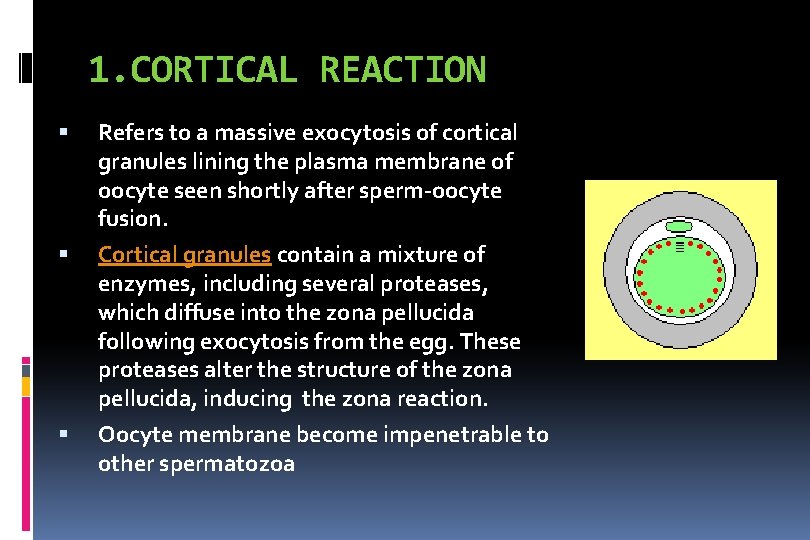 1. CORTICAL REACTION Refers to a massive exocytosis of cortical granules lining the plasma