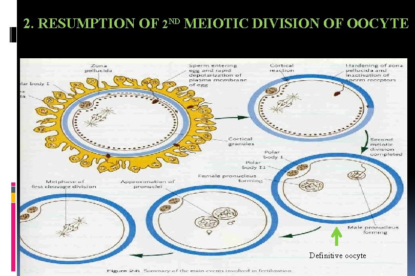 2. RESUMPTION OF 2 ND MEIOTIC DIVISION OF OOCYTE Definitive oocyte 