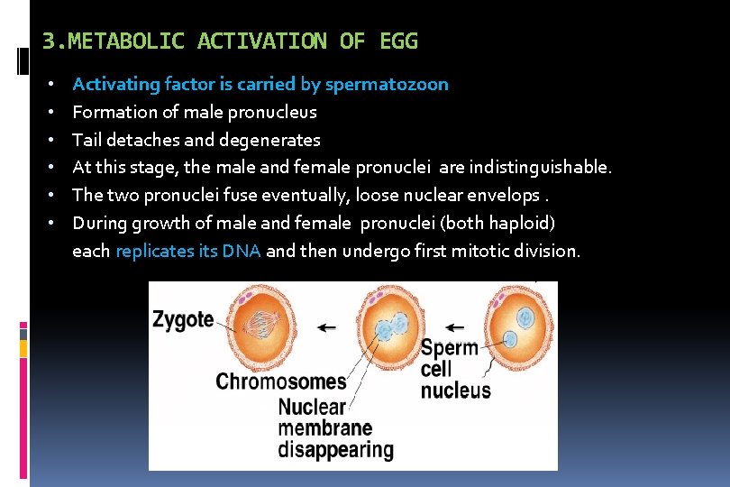 3. METABOLIC ACTIVATION OF EGG • • • Activating factor is carried by spermatozoon