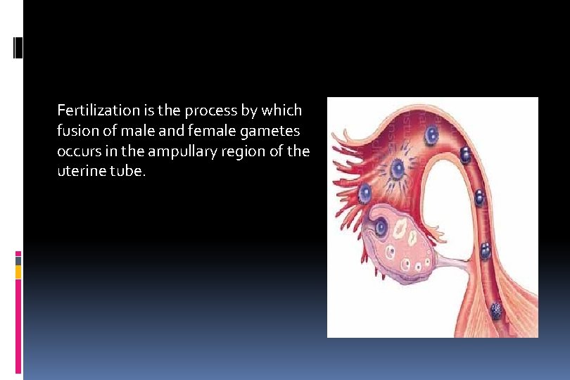 Fertilization is the process by which fusion of male and female gametes occurs in