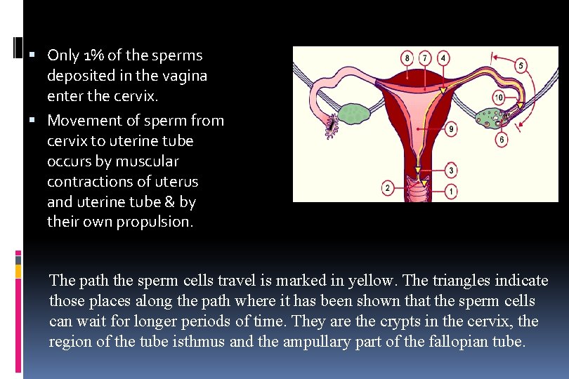  Only 1% of the sperms deposited in the vagina enter the cervix. Movement