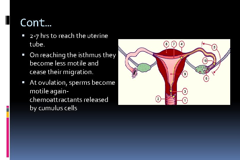 Cont… 2 -7 hrs to reach the uterine tube. On reaching the isthmus they