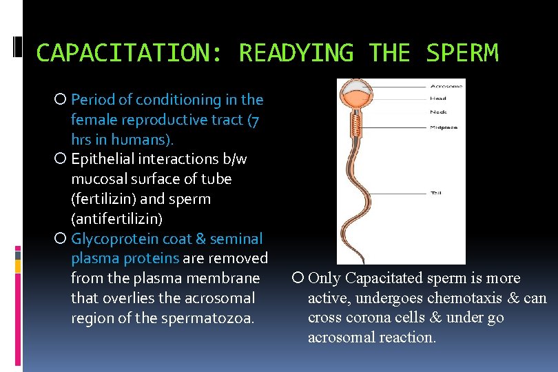 CAPACITATION: READYING THE SPERM Period of conditioning in the female reproductive tract (7 hrs