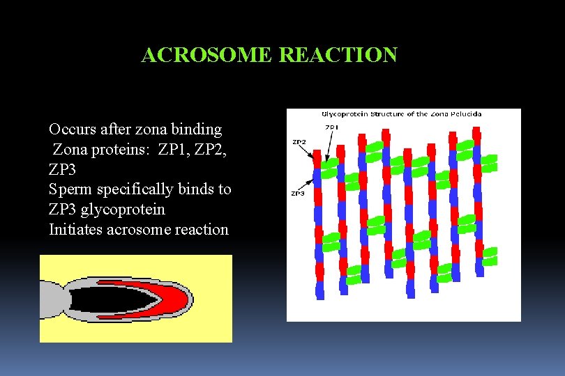 ACROSOME REACTION Occurs after zona binding Zona proteins: ZP 1, ZP 2, ZP 3