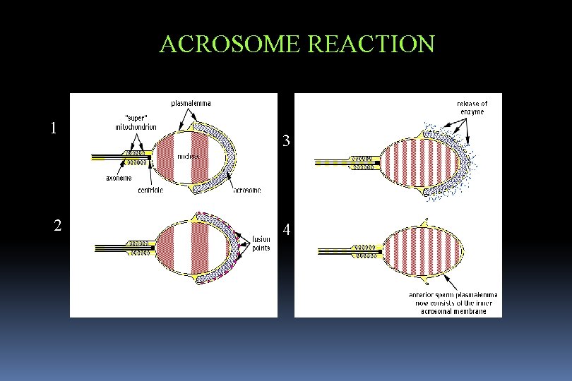 ACROSOME REACTION 1 2 3 4 