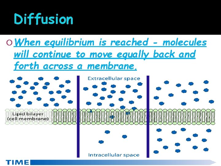 Diffusion When equilibrium is reached - molecules will continue to move equally back and