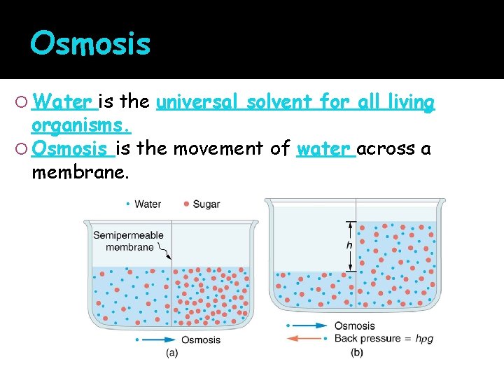 Osmosis Water is the universal solvent for all living organisms. Osmosis is the movement