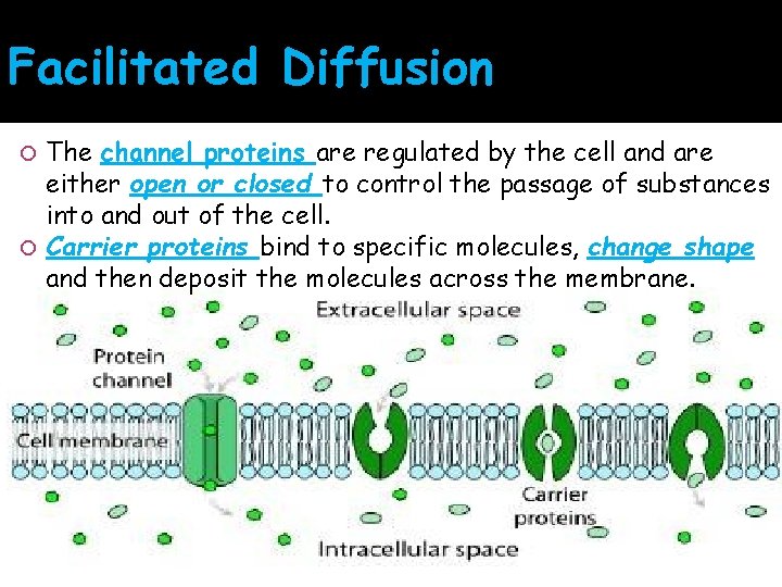 Facilitated Diffusion The channel proteins are regulated by the cell and are either open