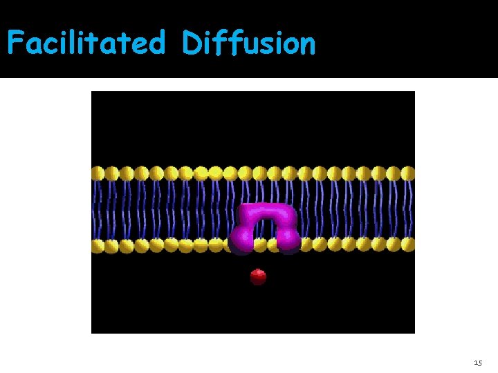 Facilitated Diffusion 15 