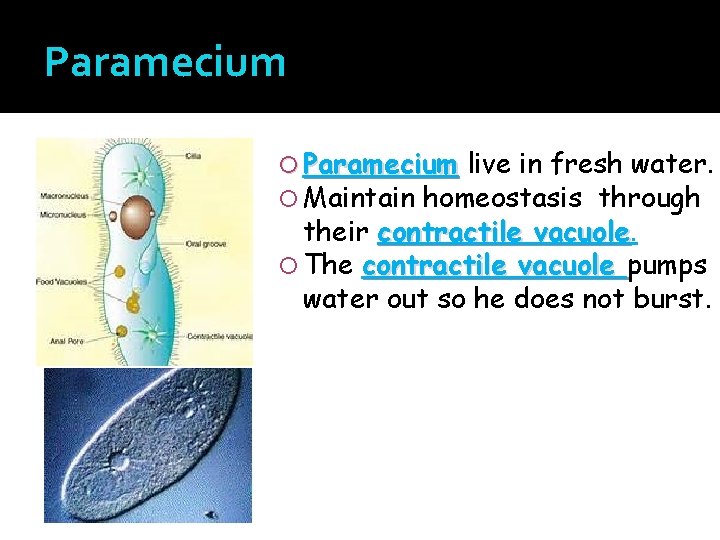 Paramecium live in fresh water. Maintain homeostasis through their contractile vacuole The contractile vacuole