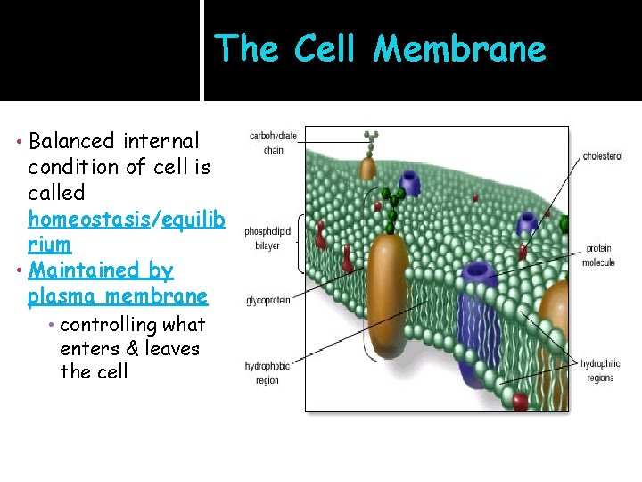 The Cell Membrane Balanced internal condition of cell is called homeostasis/equilib rium • Maintained