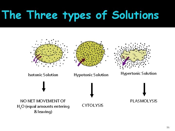 The Three types of Solutions Isotonic Solution NO NET MOVEMENT OF H 2 O