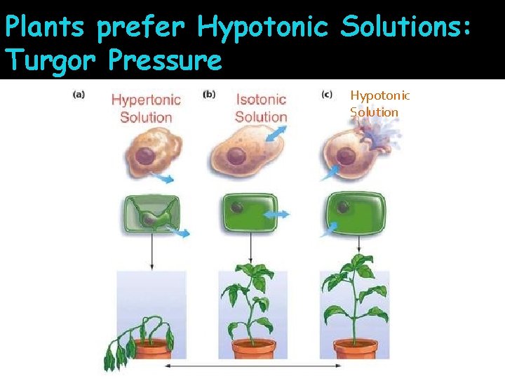 Plants prefer Hypotonic Solutions: Turgor Pressure Hypotonic Solution 