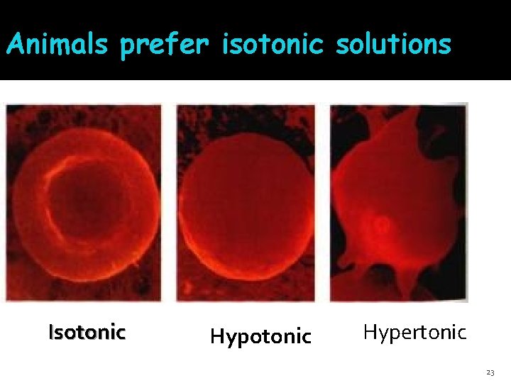 Animals prefer isotonic solutions Isotonic Hypertonic 23 