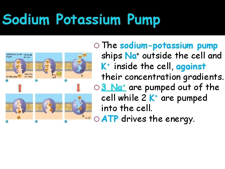 Sodium Potassium Pump The sodium-potassium pump ships Na+ outside the cell and K+ inside