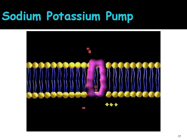 Sodium Potassium Pump 27 