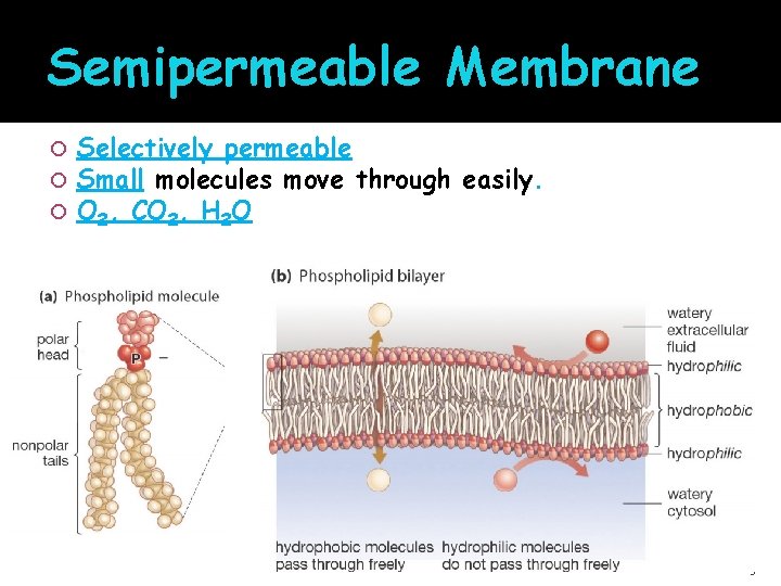 Semipermeable Membrane Selectively permeable Small molecules move through easily. O 2, CO 2, H