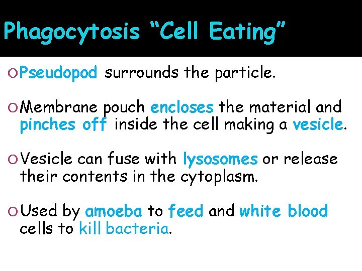 Phagocytosis “Cell Eating” Pseudopod surrounds the particle. Membrane pouch encloses the material and pinches