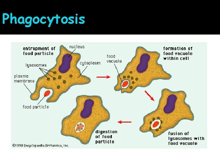 Phagocytosis 
